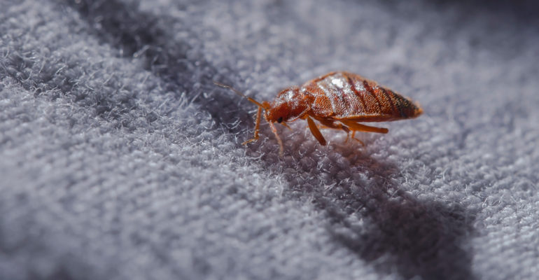 Bed bug Cimex lectularius at night in the moonlight on a bed lin